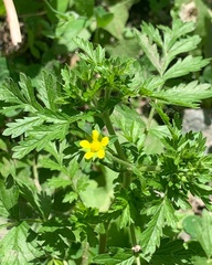 Potentilla supina