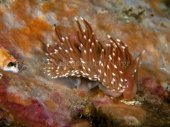 Facelina bostoniensis