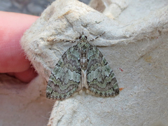 Hydriomena transfigurata