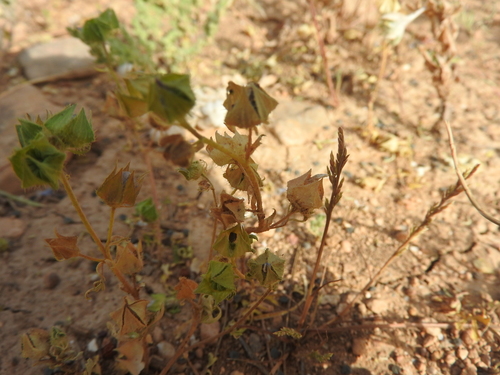 Image of Malva aegyptia by (c) Abdenour Kheloufi, some rights reserved (CC BY)