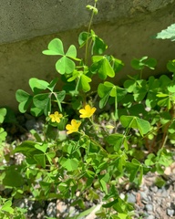 Oxalis stricta