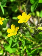Oxalis stricta