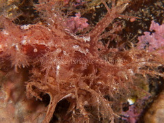 Dendronotus