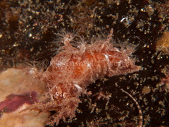 Dendronotus