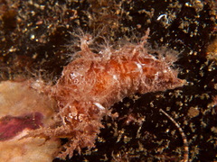 Dendronotus
