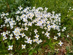 Houstonia caerulea
