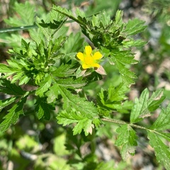 Potentilla supina