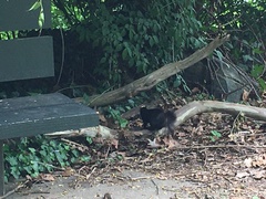 Sciurus carolinensis