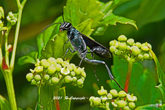 Chalybion zimmermanni