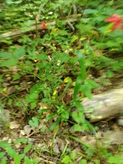 Silene virginica