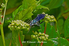 Chalybion zimmermanni