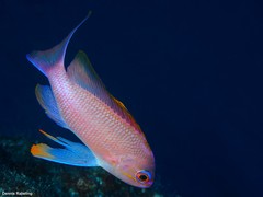 Anthias anthias