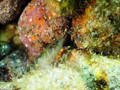 Lepadogaster candolii