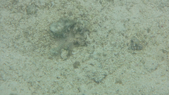 Ctenogobiops feroculus