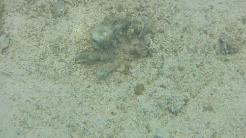 Ctenogobiops feroculus