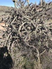 Cylindropuntia acanthocarpa acanthocarpa