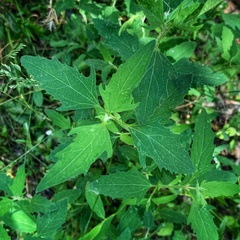 Chenopodium album
