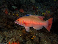 Bodianus scrofa