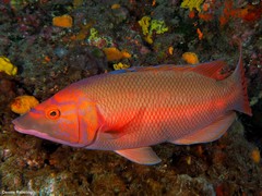 Bodianus scrofa