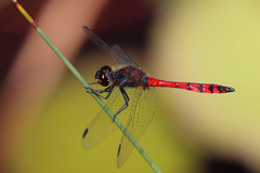 Austrothemis nigrescens