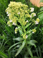 Armoracia rusticana