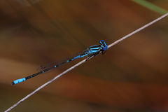 Austroagrion cyane
