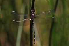 Archaeosynthemis leachii