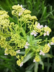 Armoracia rusticana