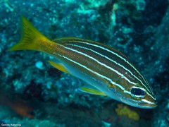 Parapristipoma octolineatum