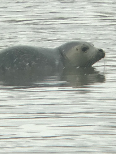 Atlantic Harbor Seal photographed in Delaware