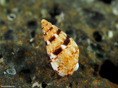 Tritia cuvierii · iNaturalist