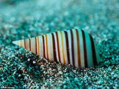 Pyramidella dolabrata
