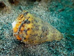 Conus canariensis
