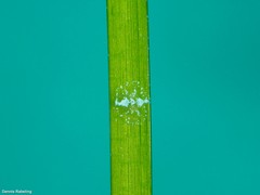 Vallicula multiformis