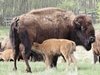 Plains Bison - Photo (c) KarenM, some rights reserved (CC BY-NC), uploaded by KarenM