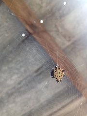 Gasteracantha cancriformis