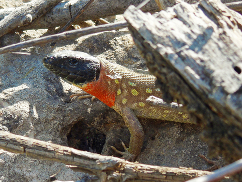 Kurdistan Lizard