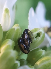 Phyllotreta ochripes