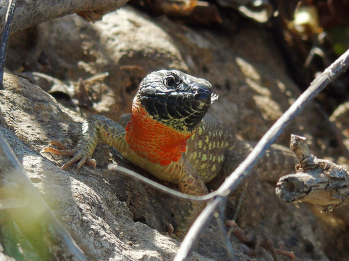 Kurdistan Lizard, Timon kurdistanicus