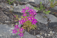 Zeltnera beyrichii