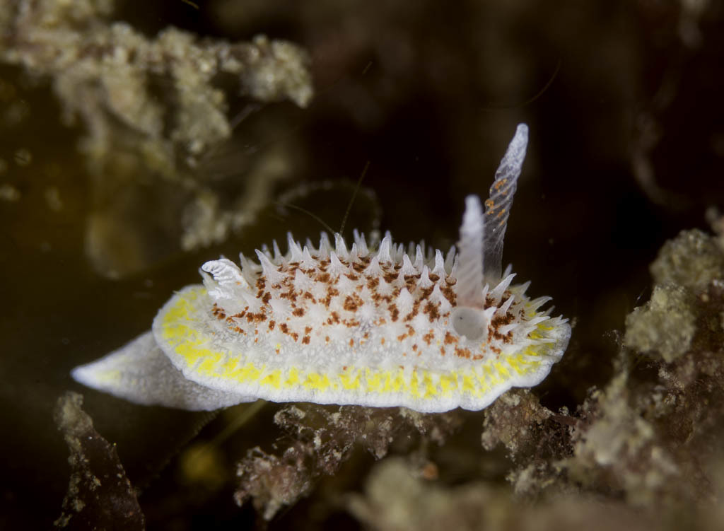 fried egg nudibranch