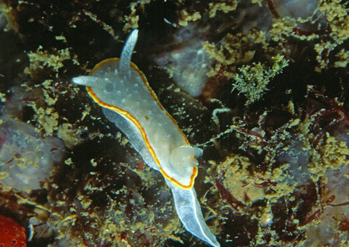 Diaphorodoris luteocincta
