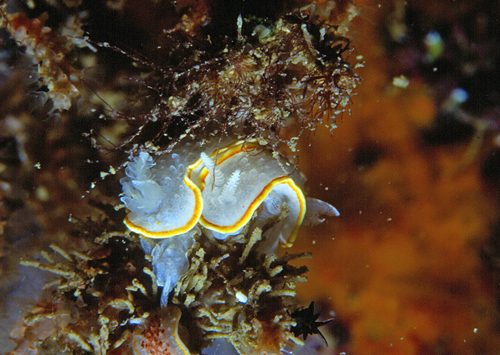 Diaphorodoris luteocincta