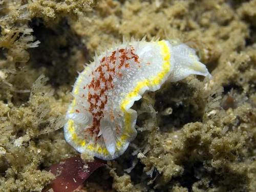 Diaphorodoris luteocincta