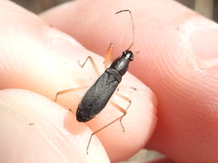 Cnemodus mavortius