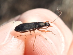 Cnemodus mavortius