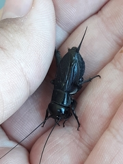 Gryllus veletis