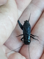 Gryllus veletis