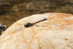 Hylogomphus adelphus