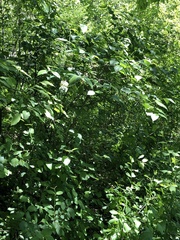 Viburnum rafinesqueanum
